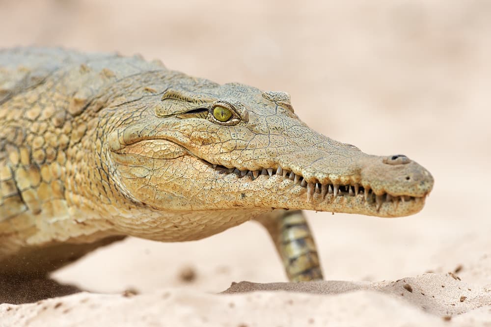 Desert Crocodile by Marco Pozzi — canvas wall art