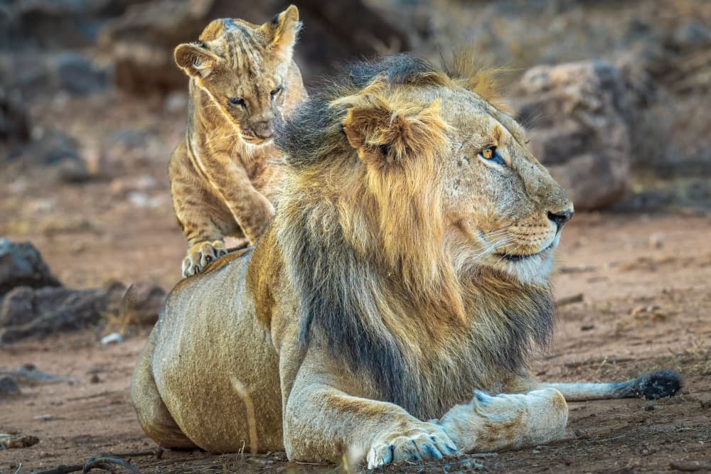 Lion Cub Ride by Jeffrey C. Sink — canvas wall art