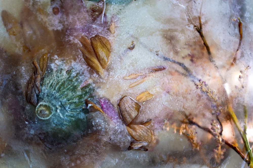 Frozen Flowers by Nanda Bussers — canvas wall art