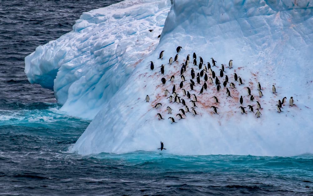 Antarctic Penguin Colony by Raymond Ren Rong Liu — canvas wall art