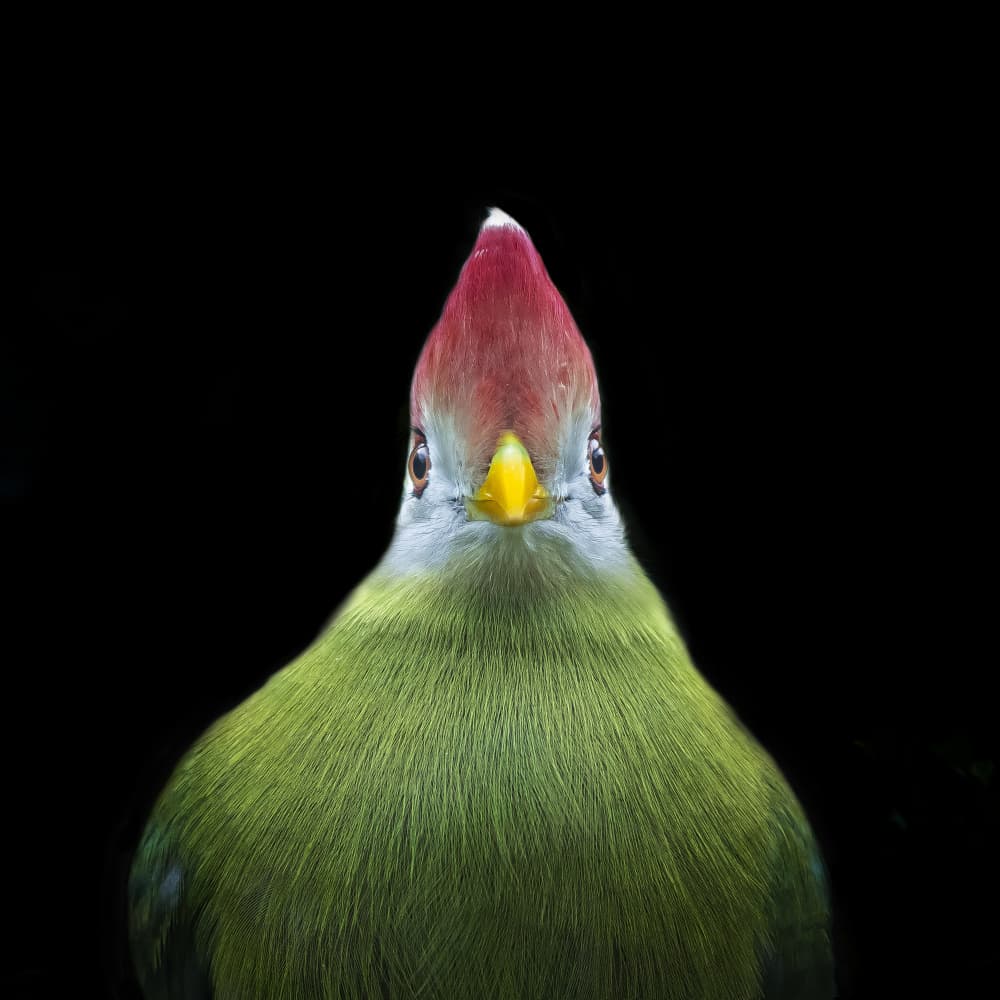 Red Crested Turaco by Hardik Pandya — canvas wall art