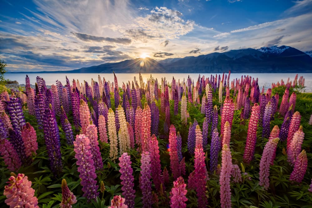 Lupine Sunset Lake by James Zhen Yu — canvas wall art