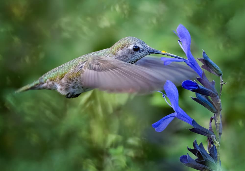 Hummingbird Nectar Sip by Xiaojian Huang — canvas wall art