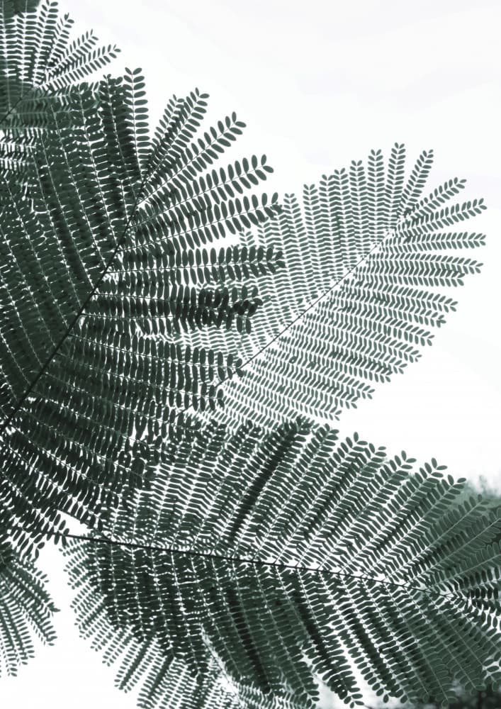 Fern Whispering by Shot by Clint — canvas wall art