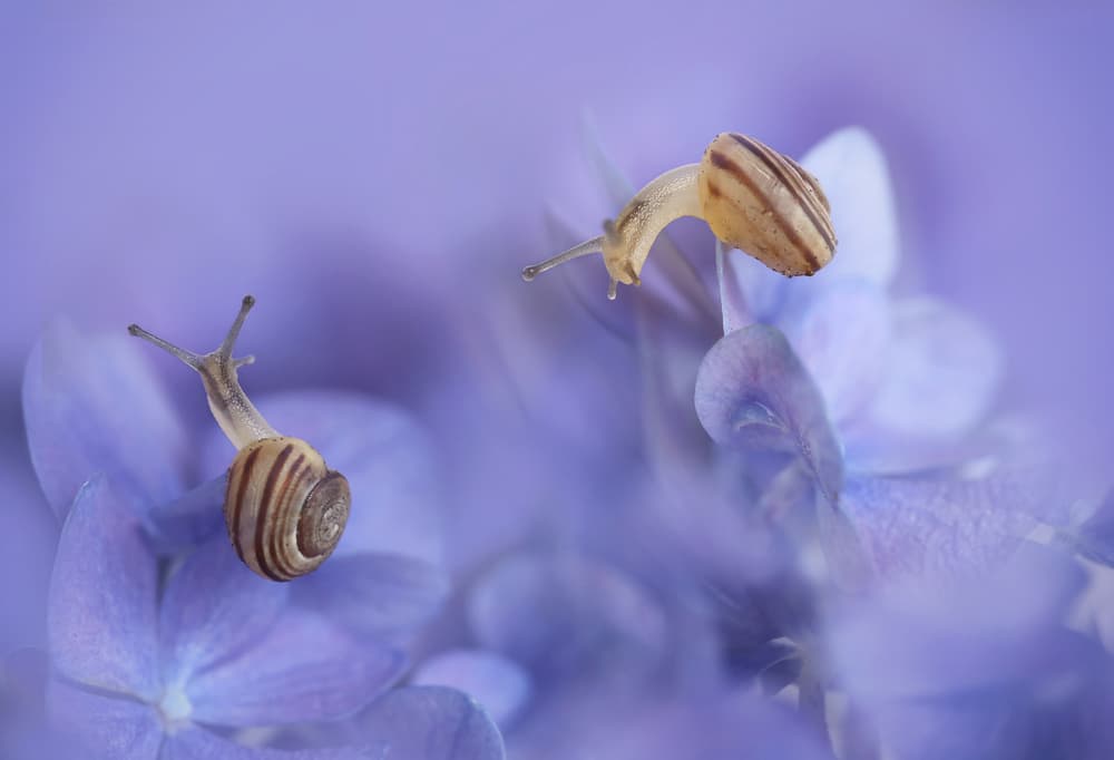 Delicate Snails in Bloom by Ellen van Deelen — canvas wall art