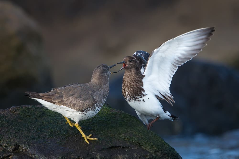 Shorebird Squabble by Greg Barsh — canvas wall art
