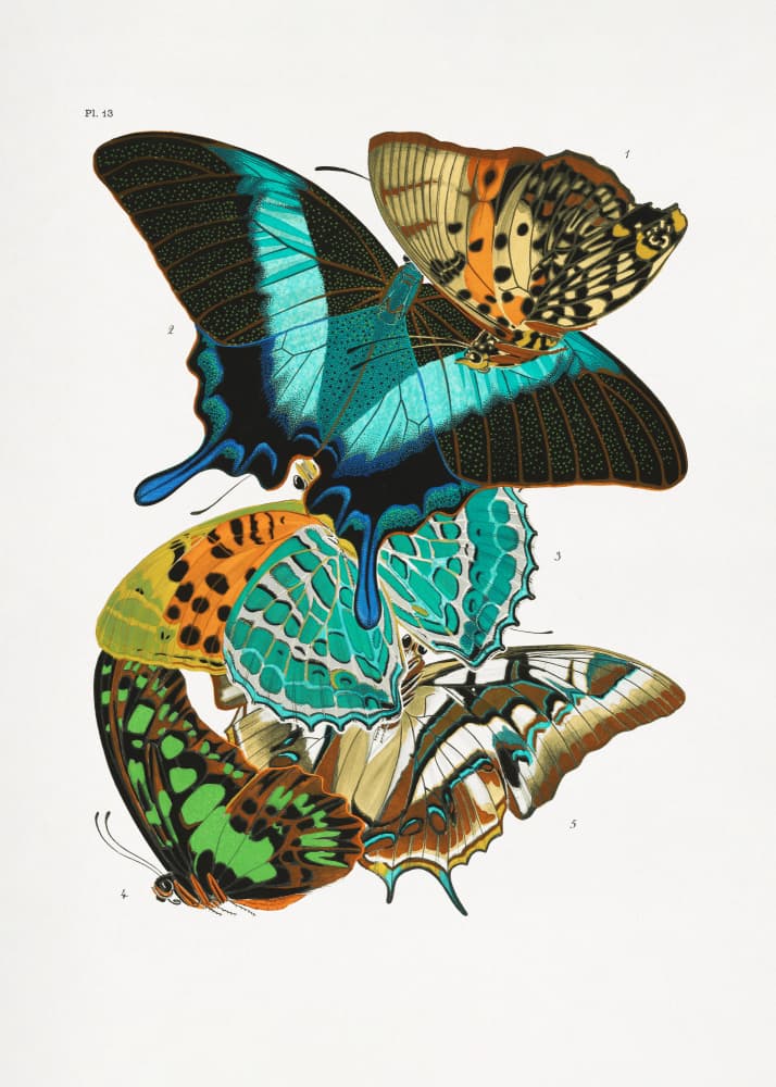Butterflies 5 by Emile Alain Seguy — canvas wall art
