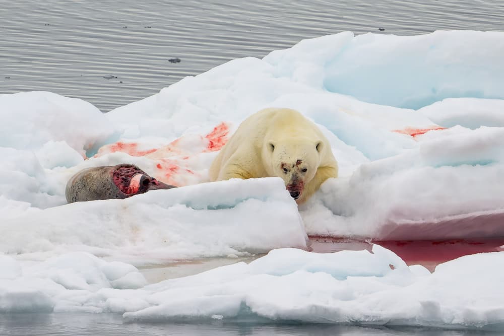 Arctic Bear Feast by Wyn Lewis-Bevan — canvas wall art