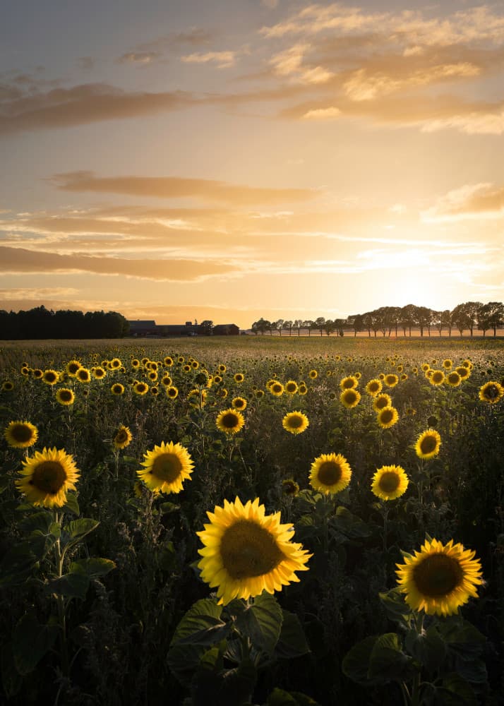 Golden Sunflower Field by Christian Lindsten — canvas wall art