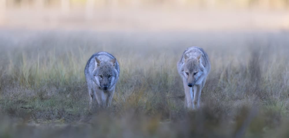Wolves in the Mist by Marco Barisone — canvas wall art
