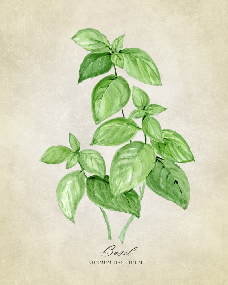 Watercolor Basil Herb by Rosana Laiz Blursbyai — canvas wall art