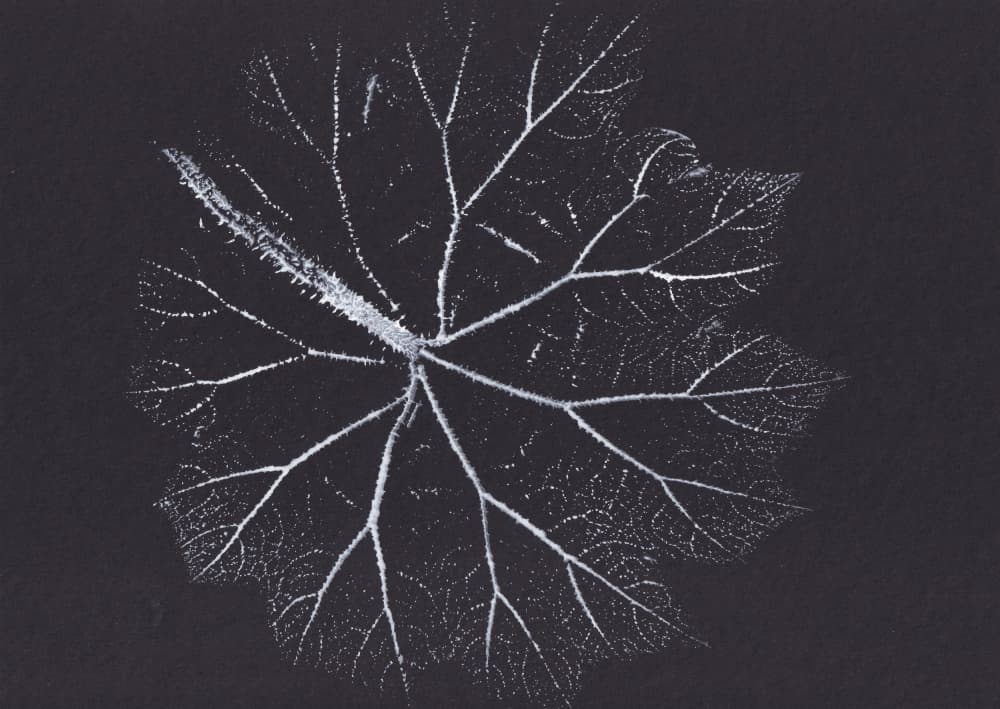 Delicate Leaf Skeleton by Maira Ribena — canvas wall art