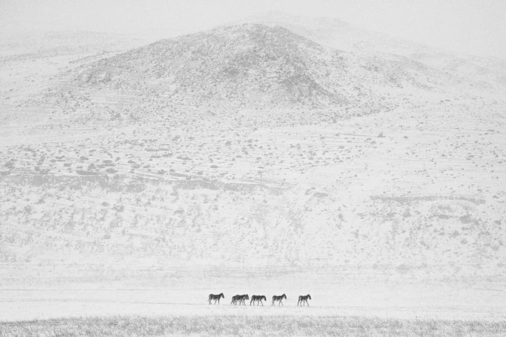 Snowy Mountain Zebras by swapnil deshpande — canvas wall art