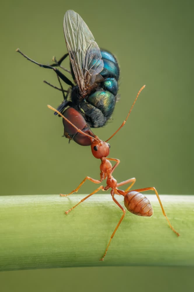 Ant Carrying Fly by Edy Pamungkas — canvas wall art