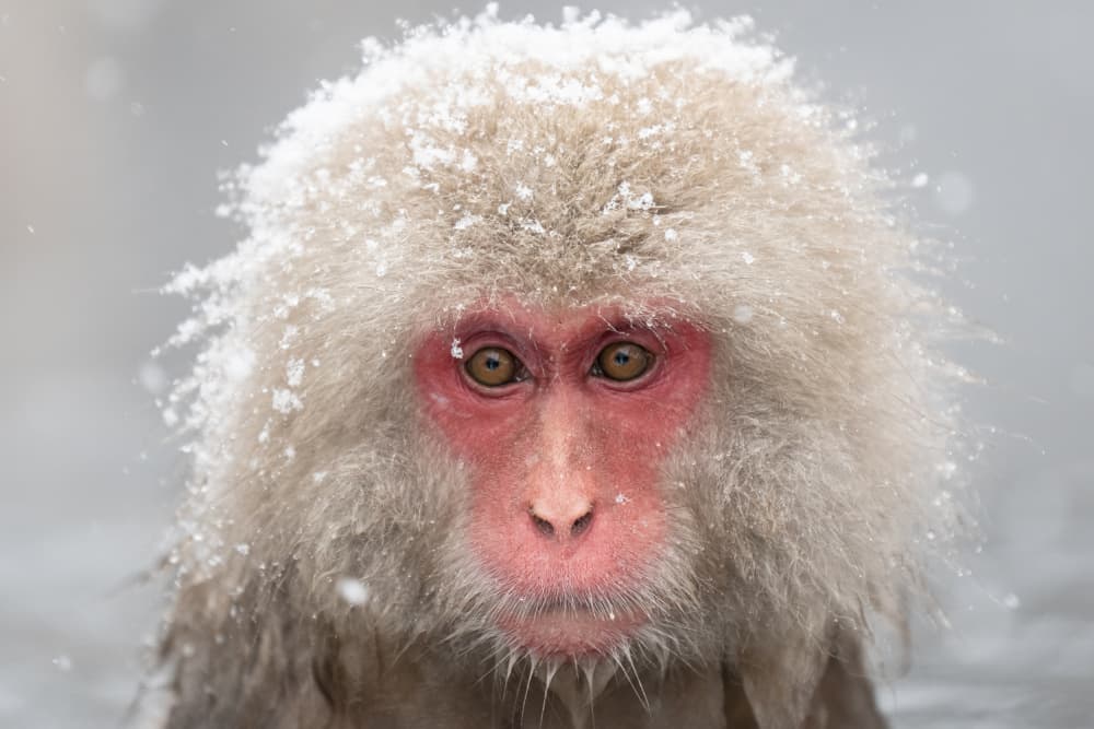 A Snow Monkey by Chao Feng 天馬 — canvas wall art