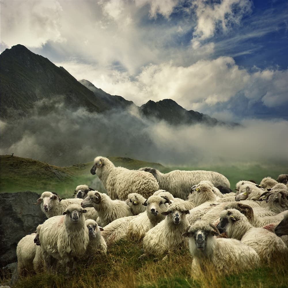 Misty Mountain Sheep by Istvan Kadar — canvas wall art