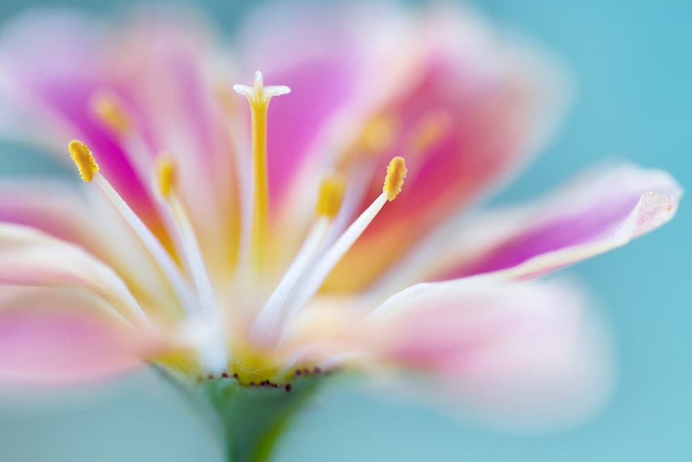 Lewisia by Mandy Disher — canvas wall art