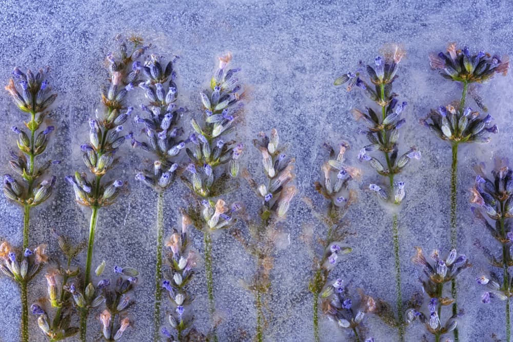 Frozen Lavender Blooms by Secundino Losada — canvas wall art