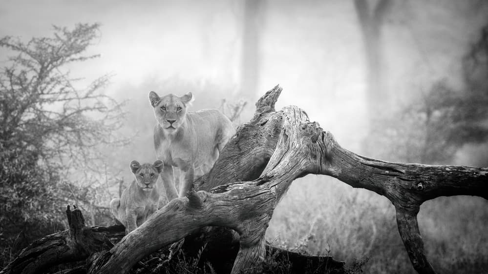 Misty Lioness and Cub by Mohammed Alnaser — canvas wall art