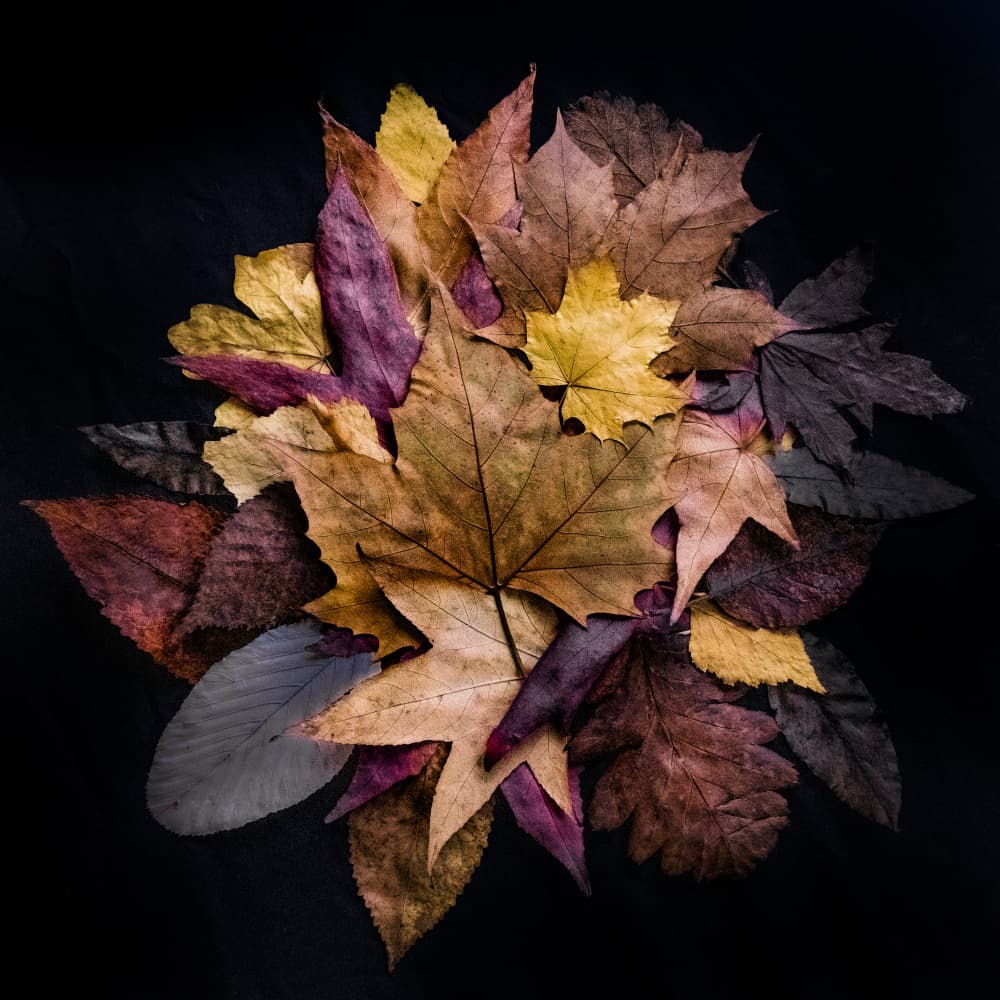 Colorful Fall Leaves by Linda Wride — canvas wall art