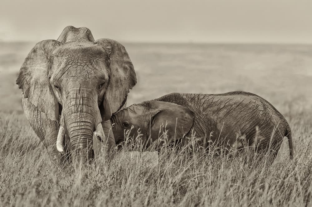 Mother and Baby Elephants by Henry Zhao — canvas wall art