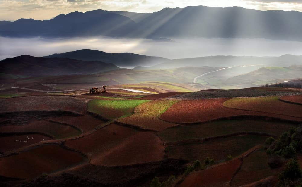 Misty Morning Terraced Fields by BJ Yang — canvas wall art