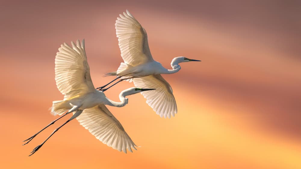 Sunset Egrets Flying by Emanuel Papamanolis — canvas wall art