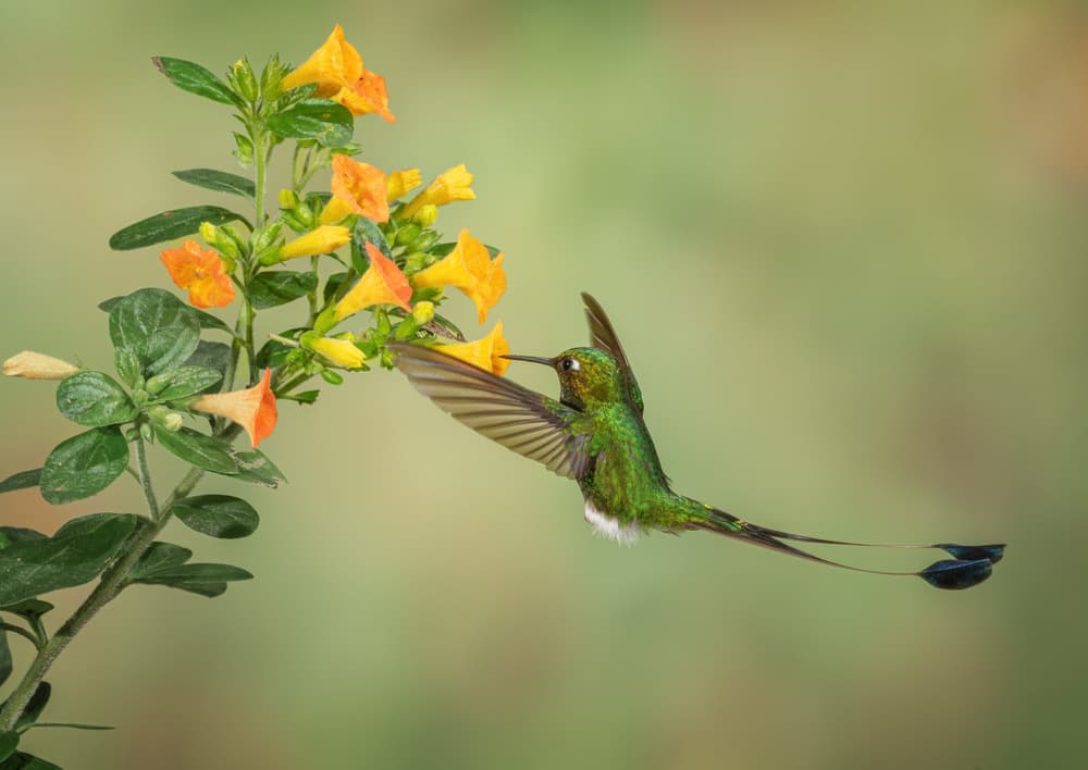Green Hummingbird Nectar Feast by Sheila Xu — canvas wall art
