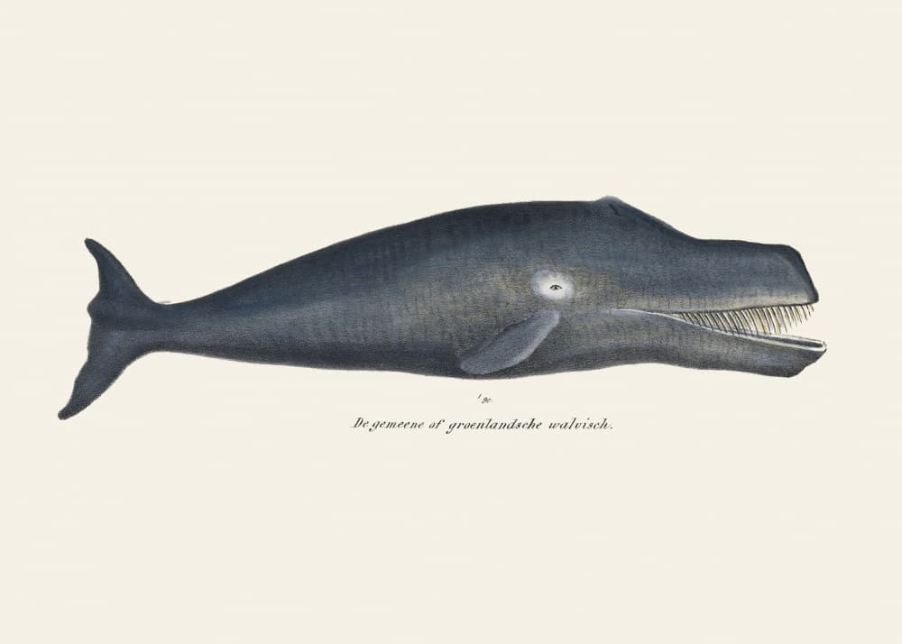 Whale I Antique Handcolored Sealife Lithograph 1824