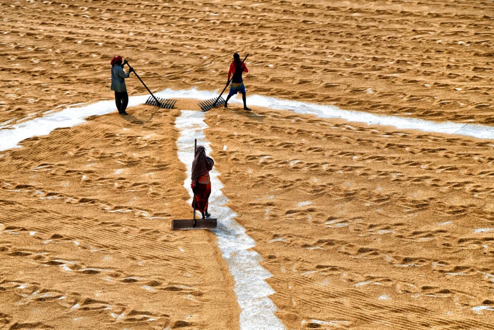 Golden Grain Harvest by Shaibal Nandi — canvas wall art