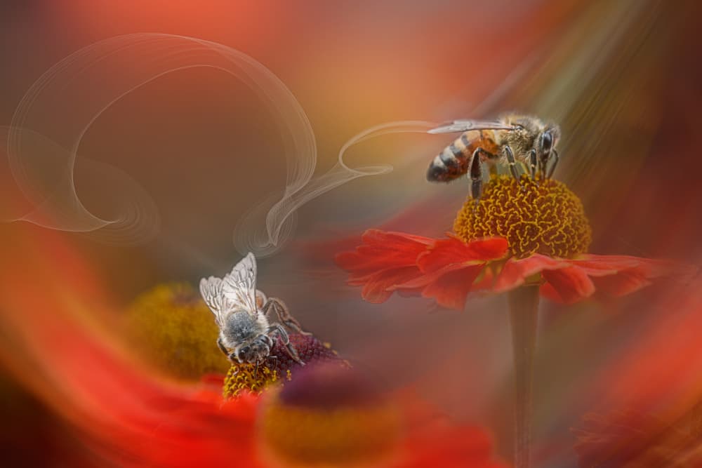 Honey Bees On Blooms by Lydia Jacobs — canvas wall art
