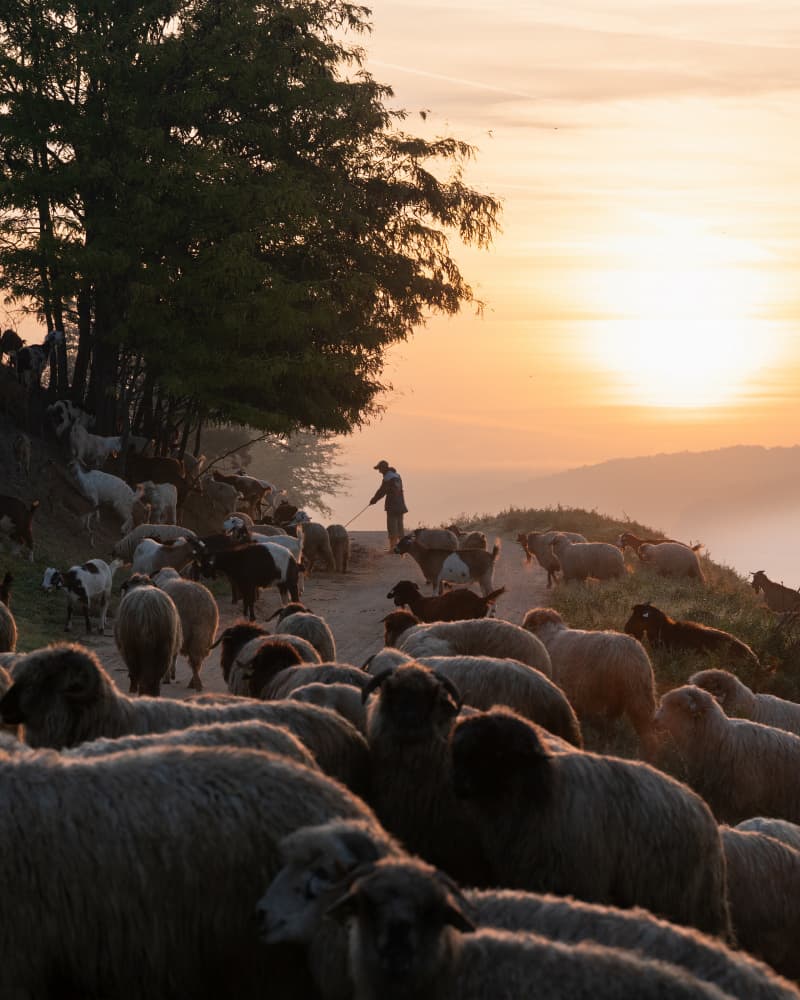 Shepherd's Golden Journey by Sebastian Prioteasa — canvas wall art
