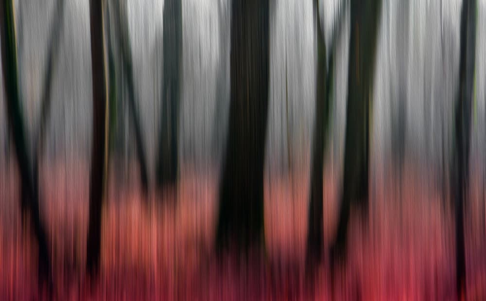 Vibrant Forest Blur by Gilbert Claes — canvas wall art