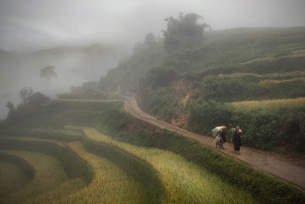 Misty Mountain Rice Fields by Sarawut Intarob — canvas wall art