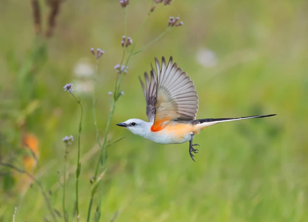 Graceful Bird Flight by Aijing H. — canvas wall art