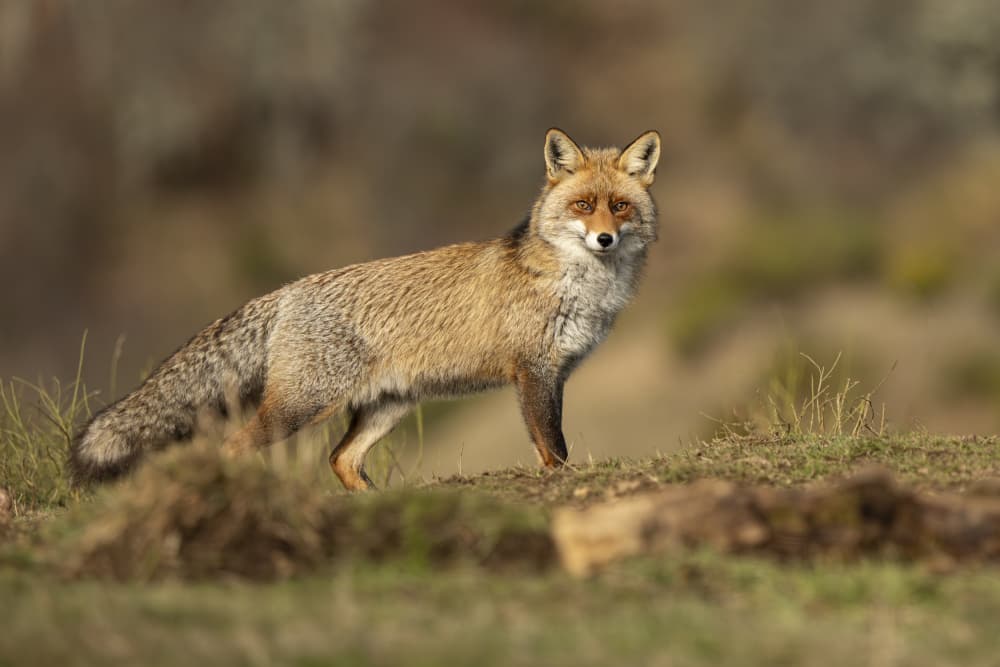 Alert Red Fox by Jose Curto — canvas wall art