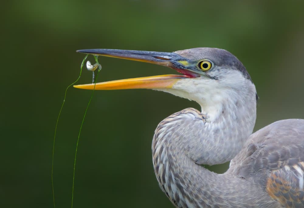 Heron Catches Snail by Donald Luo — canvas wall art