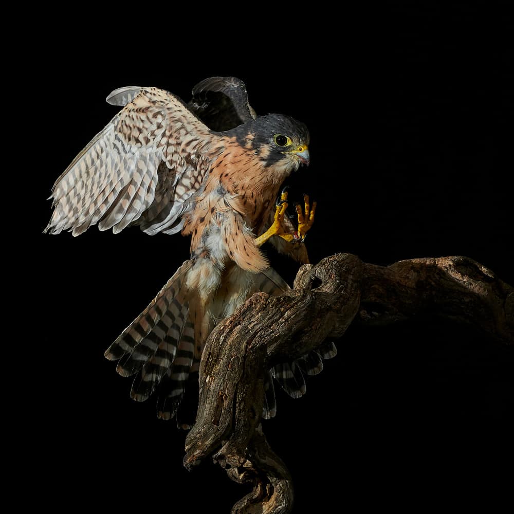 Kestrel Landing Perch by Jose A. Parra — canvas wall art