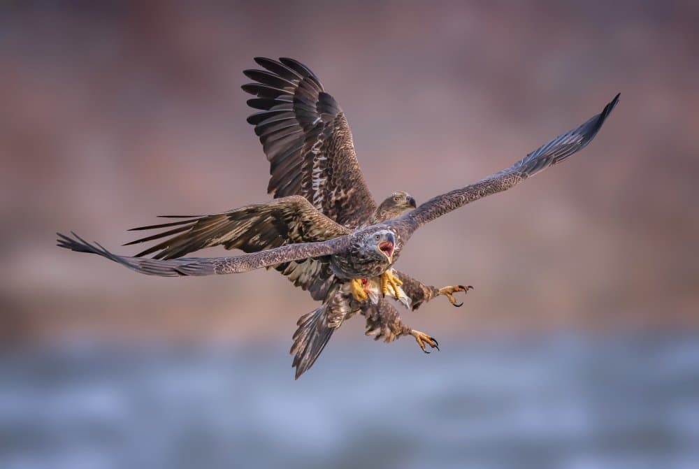 Clash of Eagles by Tao Huang — canvas wall art