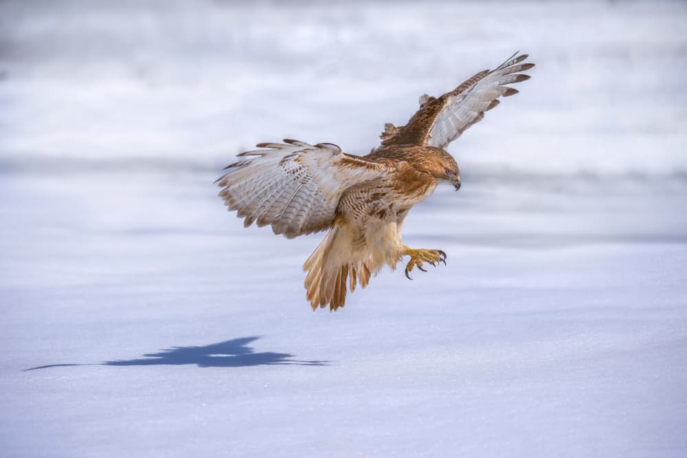 Winter Hawk Landing by Mei Hu — canvas wall art