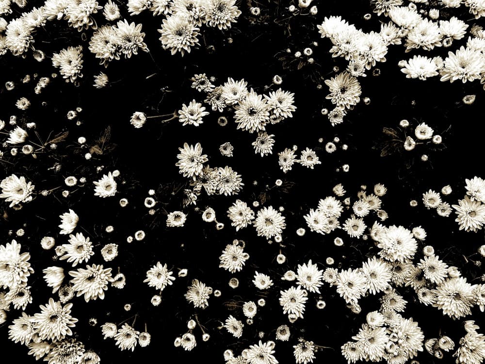 Elegant White Blooms by Santhosh ch — canvas wall art