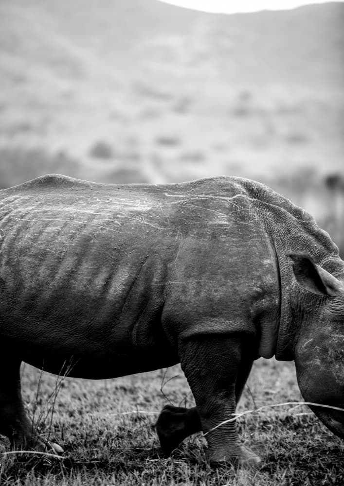 Gentle Giant Stroll by Shot by Clint — canvas wall art