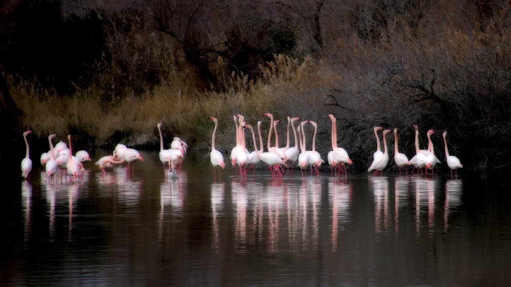 Flamingos in Still Water by Anna Cseresnjes — canvas wall art