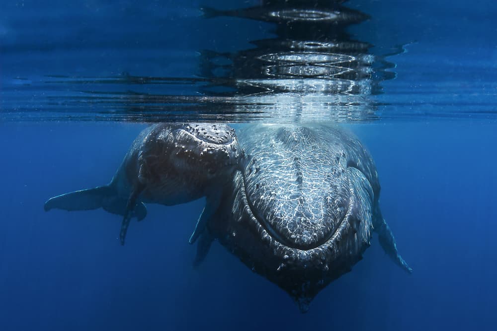 Gentle Whale Bond by Cédric Péneau — canvas wall art
