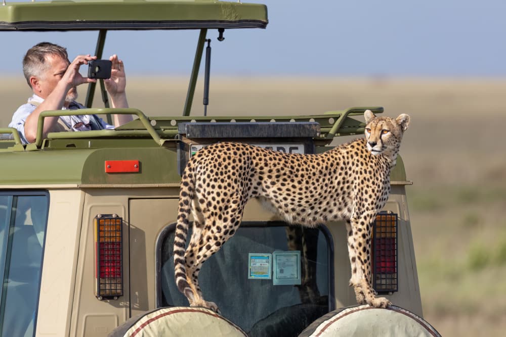Cheetah Safari Encounter by Mark Strom — canvas wall art