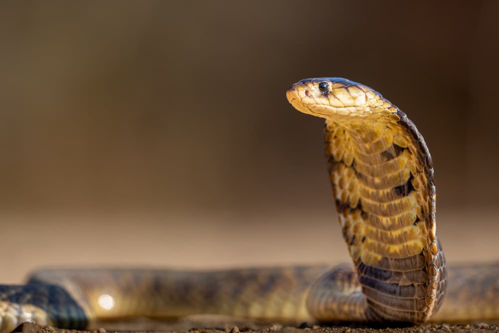 Cobra Snake Alert by Jeffrey C. Sink — canvas wall art