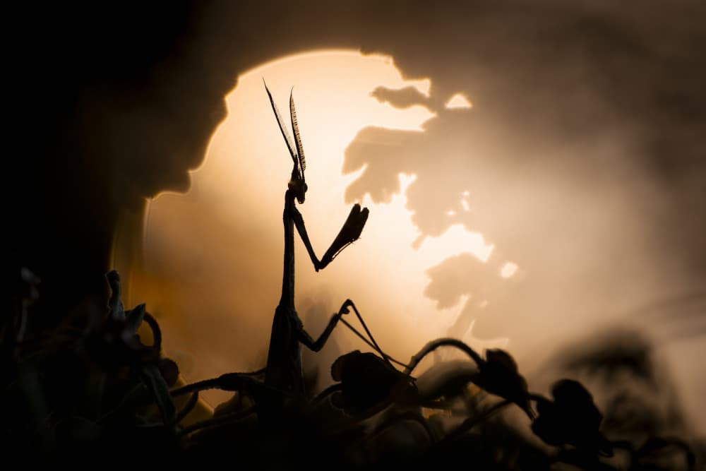 Praying Mantis Moon by Sebastien Blomme — canvas wall art