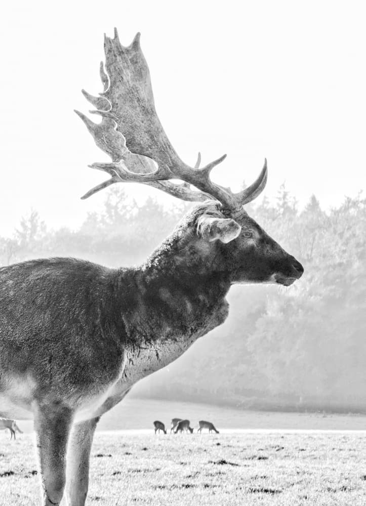 Majestic Forest Stag by Bingo Z — canvas wall art