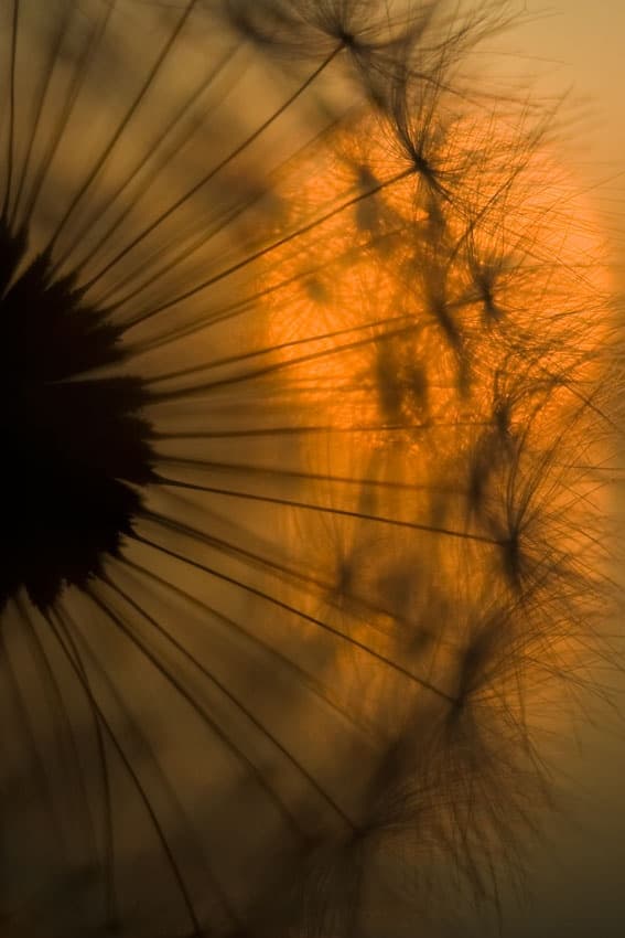 Golden Dandelion Glow by Ricky Siegers — canvas wall art