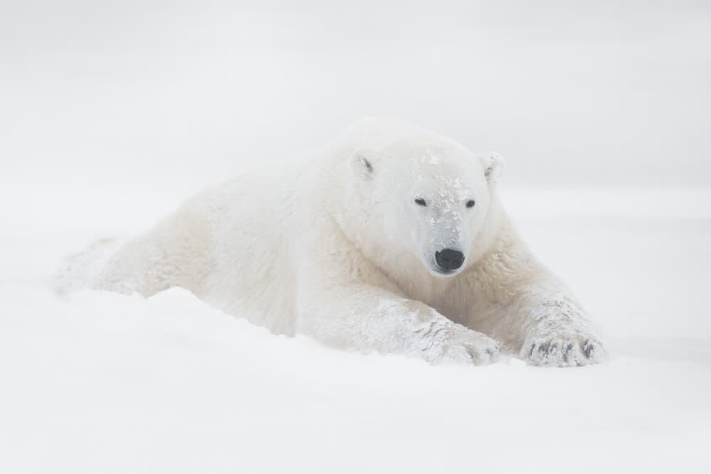 White Polar Bear Resting by Marco Pozzi — canvas wall art